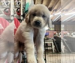 Small Photo #7 Golden Retriever Puppy For Sale in BOILING SPGS, SC, USA