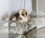 Small #8 Pembroke Welsh Corgi