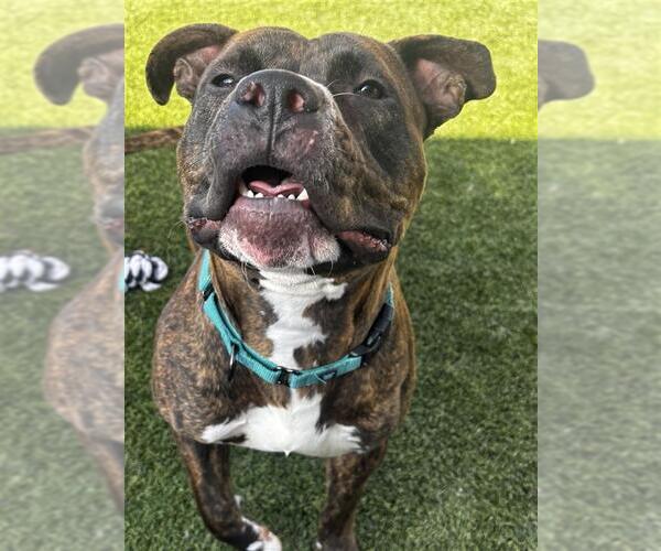 Medium Photo #2 American Pit Bull Terrier-Unknown Mix Puppy For Sale in Elk Grove, CA, USA