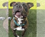 Small #1 American Pit Bull Terrier Mix