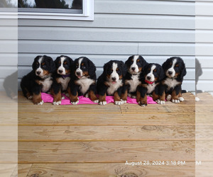 Bernese Mountain Dog Puppy for Sale in LAKE CITY, Michigan USA