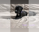 Puppy Black Female 3 Great Dane