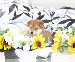 Small Photo #5 Shiba Inu Puppy For Sale in ORONOGO, MO, USA