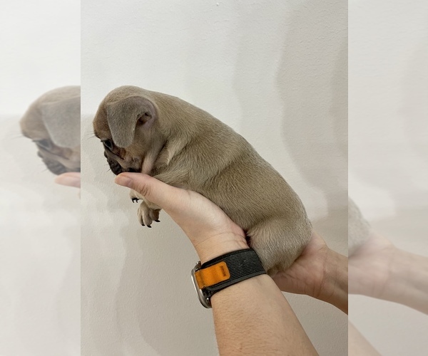 Medium Photo #7 French Bulldog Puppy For Sale in FLEMING ISLAND, FL, USA