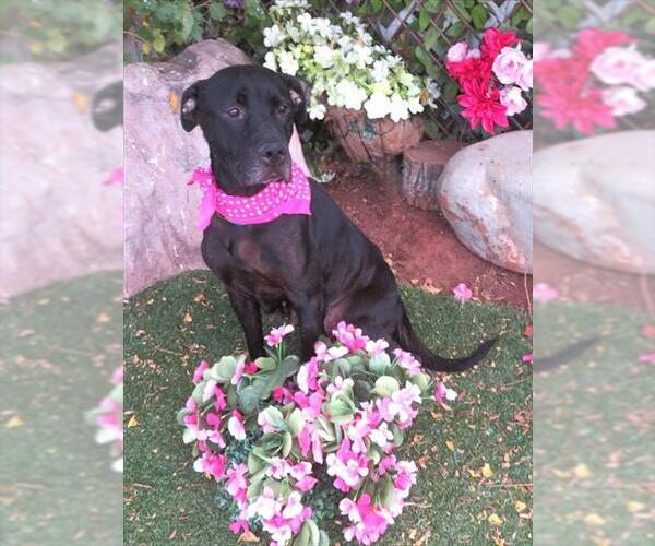 Medium Photo #1 Mutt Puppy For Sale in Oklahoma City, OK, USA