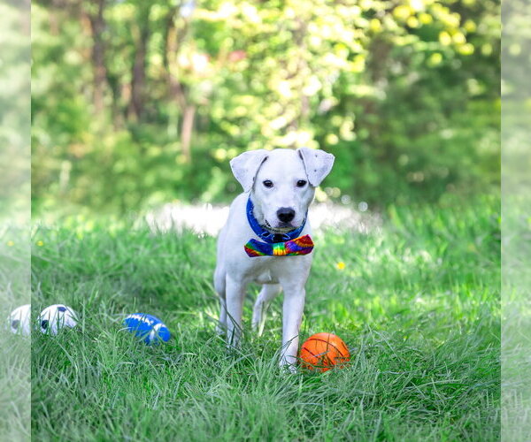 Medium Photo #4 Labrador Retriever-Unknown Mix Puppy For Sale in Unionville, PA, USA