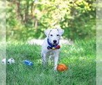 Small #3 Labrador Retriever Mix