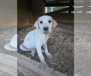 Labrador Retriever-Unknown Mix Dogs for adoption in Kannapolis, NC, USA