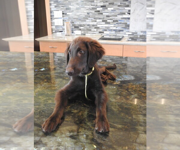 Medium Photo #19 Flat Coated Retriever Puppy For Sale in LAHAINA, HI, USA