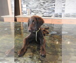 Small #18 Flat Coated Retriever