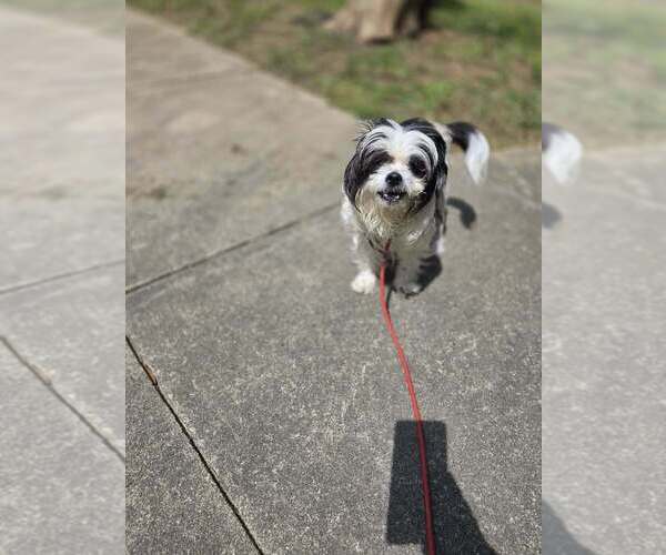 Medium Photo #7 Shih Tzu-Unknown Mix Puppy For Sale in New York, NY, USA