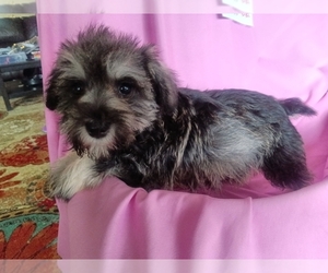 Schnauzer (Miniature) Puppy for sale in CLERMONT, FL, USA