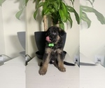 Small Photo #2 German Shepherd Dog Puppy For Sale in GRANDVIEW, MO, USA