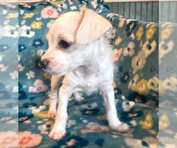 Medium Photo #6 Chihuahua-Unknown Mix Puppy For Sale in Pacolet, SC, USA