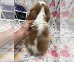 Small #5 Cavalier King Charles Spaniel