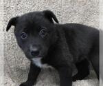 Small #1 Border Collie Mix