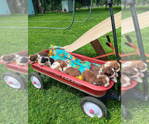 Boston Terrier Litter for sale in AUBURNDALE, WI, USA