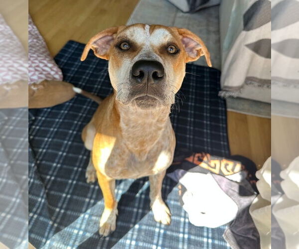 Medium Photo #6 Mutt Puppy For Sale in Chester, VA, USA