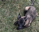 Small Photo #4 Belgian Malinois Puppy For Sale in SYRACUSE, IN, USA