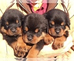 Small Photo #1 Rottweiler Puppy For Sale in JASPER, MO, USA