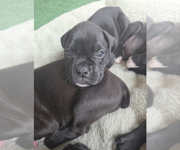 Medium Photo #3 Boxer Puppy For Sale in OPELIKA, AL, USA