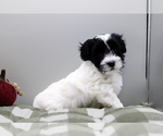Puppy 5 Havanese-Poodle (Toy) Mix