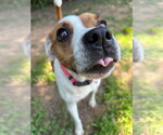 Small #7 Jack Russell Terrier Mix