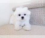 Small Photo #1 Maltese Puppy For Sale in FULLERTON, CA, USA