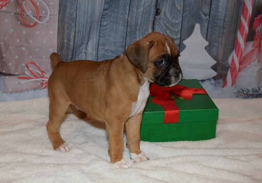 Medium Photo #16 Boxer Puppy For Sale in CHILHOWEE, MO, USA