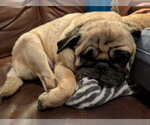 Small #2 Pug