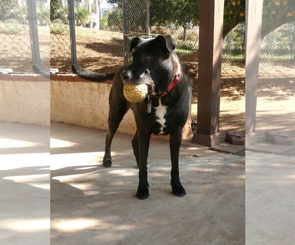 Medium Photo #2 Labrador Retriever-Unknown Mix Puppy For Sale in  Ramona, CA, USA