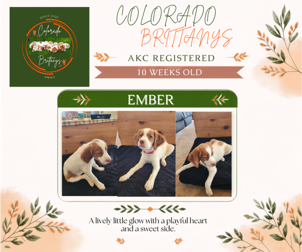 Medium Photo #3 Brittany Puppy For Sale in MONTROSE, CO, USA