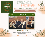 Small Photo #3 Brittany Puppy For Sale in MONTROSE, CO, USA