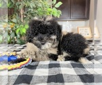 Small Photo #3 Miniature Bernedoodle Puppy For Sale in GREENWOOD, IN, USA