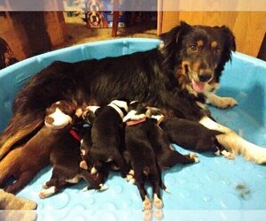 Mother of the Australian Shepherd puppies born on 06/16/2022