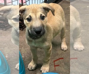 Pearl (NY-Lia) - Female German Shepherd Dog-Unknown Mix Dog for Adoption