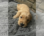 Small Photo #3 Goldendoodle (Miniature) Puppy For Sale in SANFORD, NC, USA