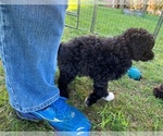 Small Photo #8 Portuguese Water Dog Puppy For Sale in LAKEVIEW, MI, USA