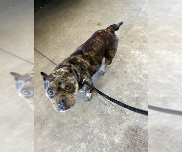 Medium Photo #1 Mutt Puppy For Sale in Martinez, CA, USA