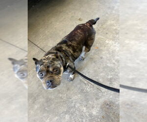 Mutt Dogs for adoption in Martinez, CA, USA