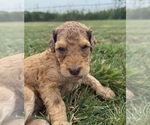 Small Photo #18 Goldendoodle Puppy For Sale in HOWARD CITY, MI, USA
