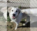 Small Great Pyrenees Mix