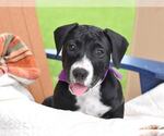 Small #3 American Pit Bull Terrier-Labrador Retriever Mix