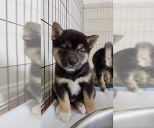 Shiba Inu Puppy for sale in LOS ANGELES, CA, USA
