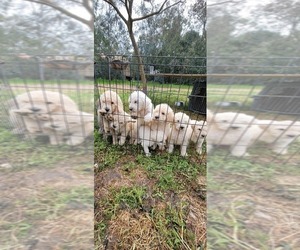 Labradoodle Puppy for sale in HERALD, CA, USA