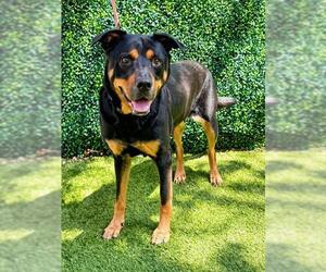 LINDA - Female Rottweiler-Unknown Mix Dog for Adoption - Photo #2