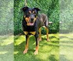 Small Photo #2 Rottweiler-Unknown Mix Puppy For Sale in Naples, FL, USA