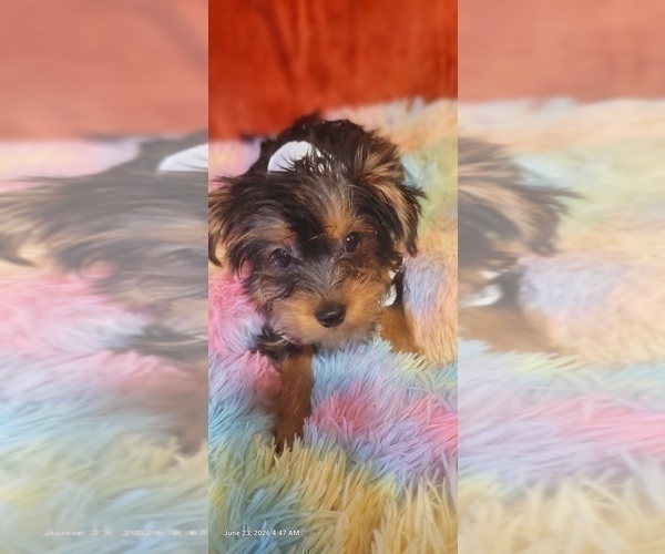 Medium Photo #56 Yorkshire Terrier Puppy For Sale in AKRON, OH, USA