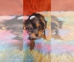 Small Photo #56 Yorkshire Terrier Puppy For Sale in AKRON, OH, USA