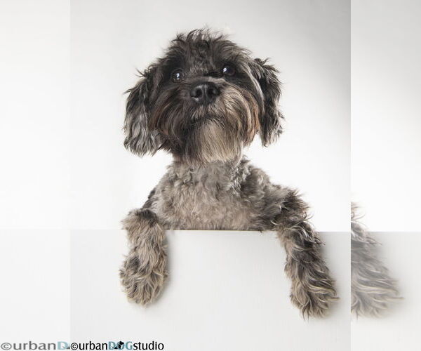 Medium Photo #3 Mutt Puppy For Sale in Tampa, FL, USA